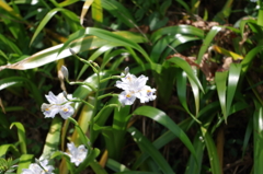 2016.4.10 　龍蔵寺　新緑