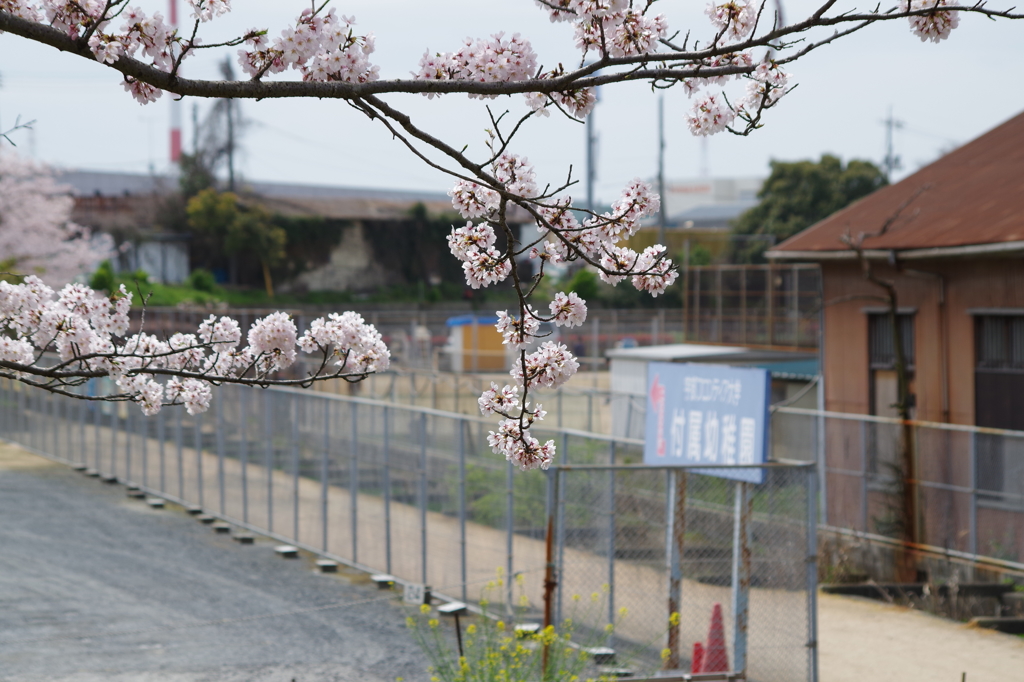 2016.4.3　桜　短大横