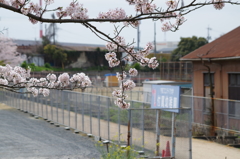 2016.4.3　桜　短大横