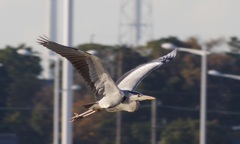 2015.12.19_宇部空港_鳥1