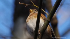 2016.2.11_野鳥2