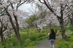 2016.4.3　桜　岩鼻公園