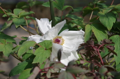2016.4.10 　龍蔵寺　新緑
