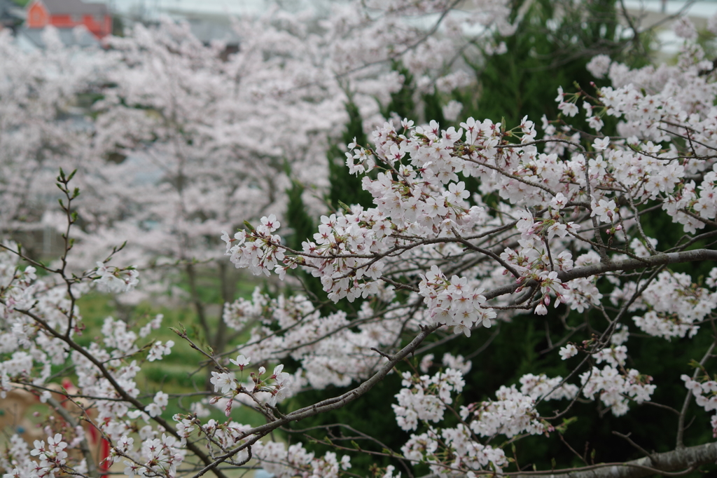 2016.4.3　桜　岩鼻公園