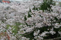 2016.4.3　桜　岩鼻公園