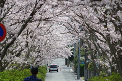 2016.4.3　桜　短大横