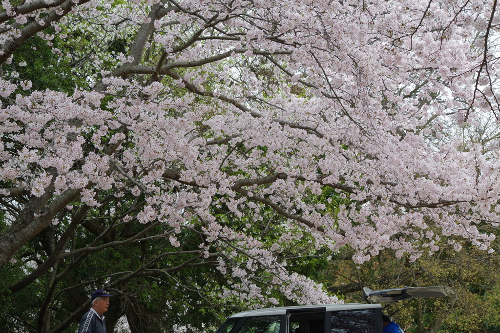2016.4.3　桜　岩鼻公園
