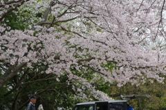 2016.4.3　桜　岩鼻公園