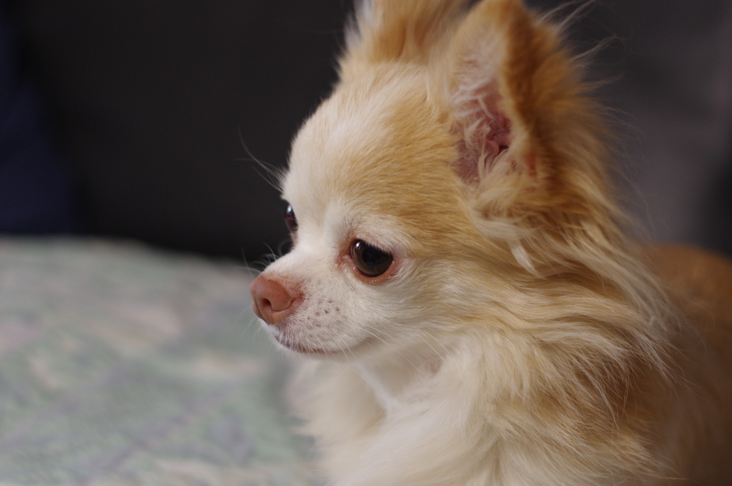 2016.6.26_愛犬