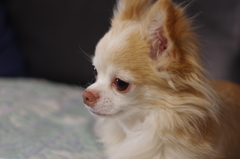 2016.6.26_愛犬