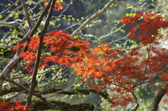 2016.4.10 　龍蔵寺　新緑
