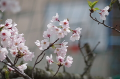 2016.4.3　桜　短大横