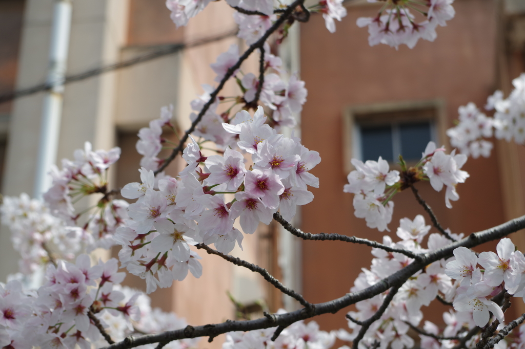 2016.4.3　桜　短大横