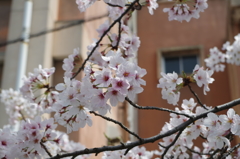 2016.4.3　桜　短大横