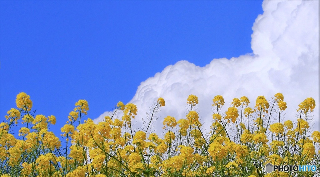 すっかり夏の雲