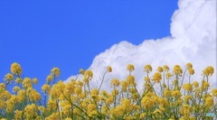 すっかり夏の雲