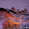 福岡西公園夜桜③