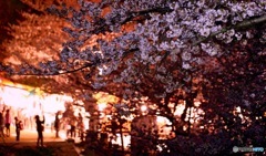 福岡 西公園夜桜④