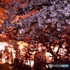福岡 西公園夜桜④