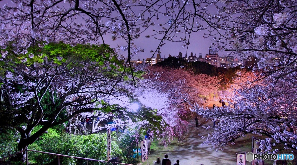 福岡 西公園夜桜 By Kenny Chang Id 655 写真共有サイト Photohito