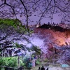 福岡 西公園夜桜①