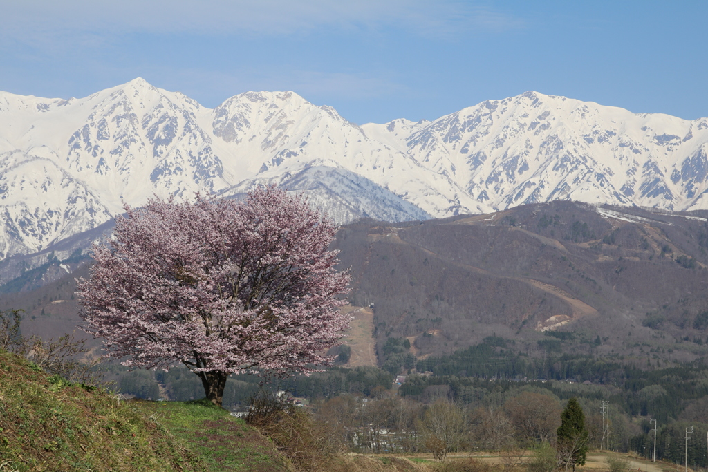 野平の一本桜