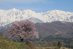 野平の一本桜