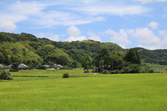 夏の原風景