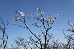 雪の花