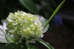 紫陽花
