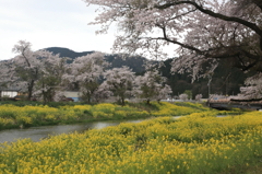 余呉川　桜その２