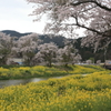 余呉川　桜その２