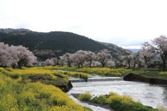 余呉川　桜