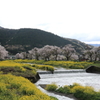 余呉川　桜