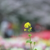 頑張ってます