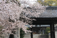 神社と桜