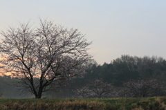 朝日と桜