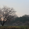 朝日と桜