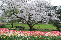 桜とチューリップ