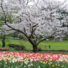 桜とチューリップ