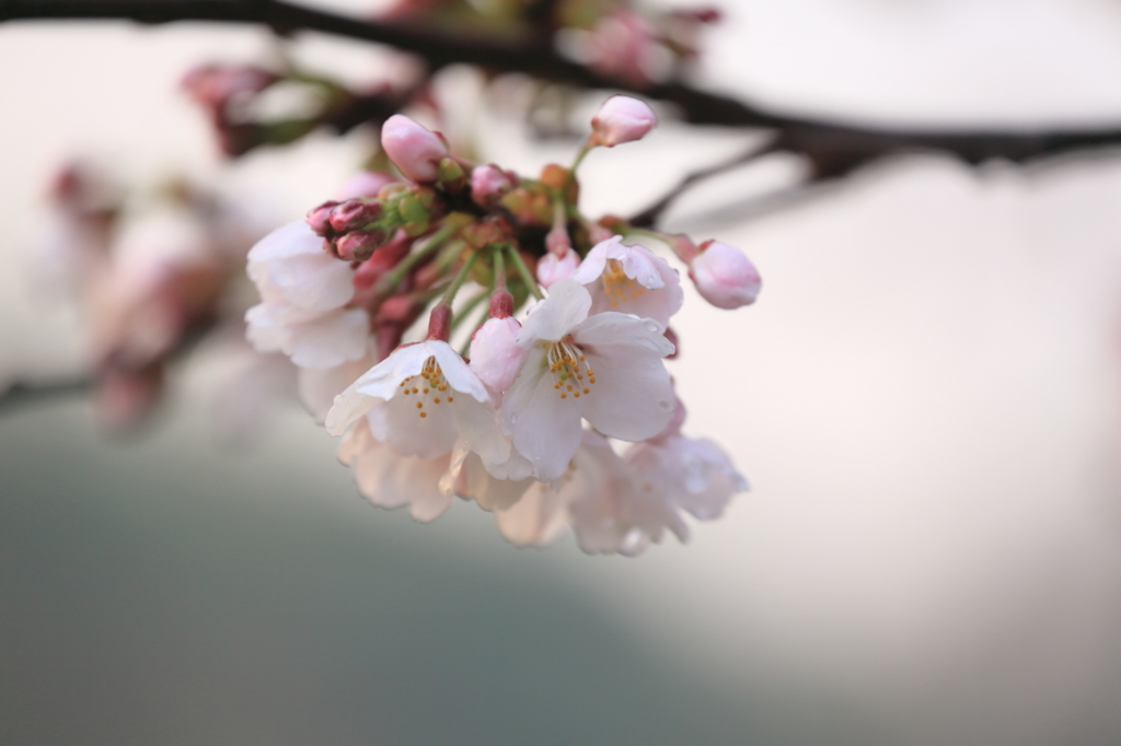 桜