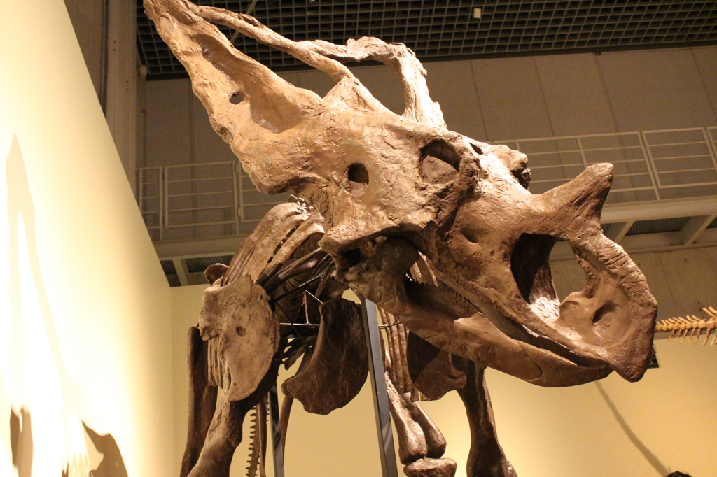 カスモサウルスの化石