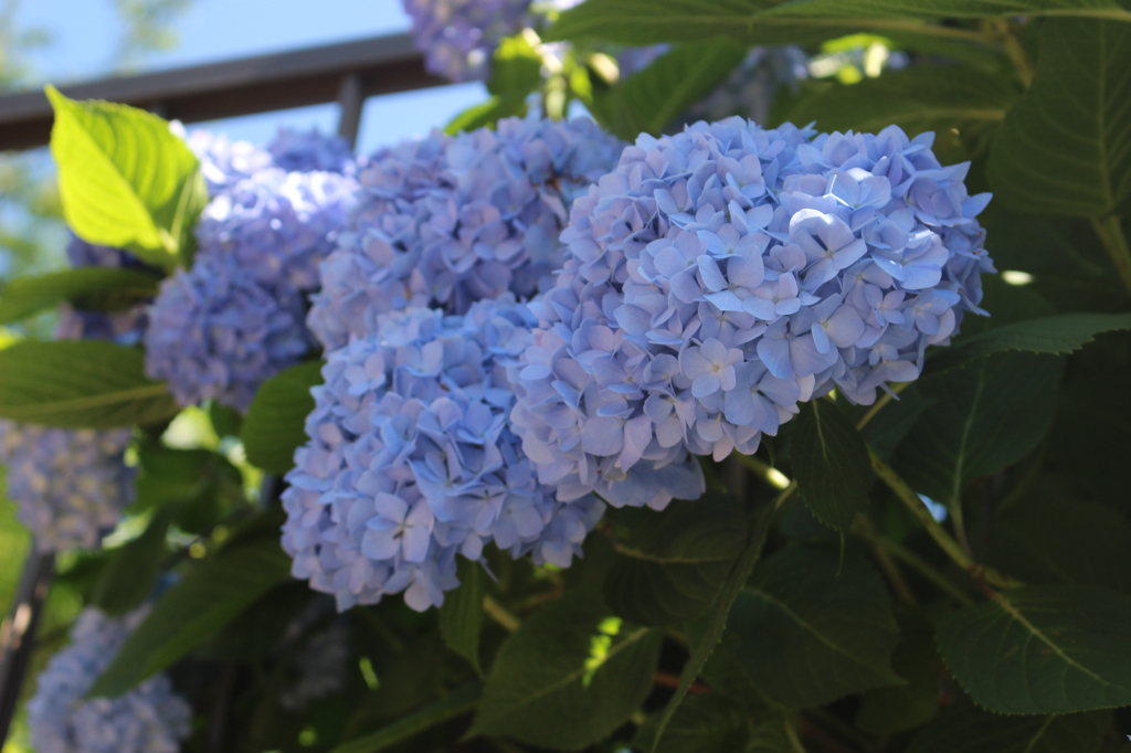 紫陽花