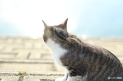 水面