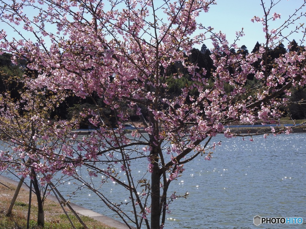 河津桜？