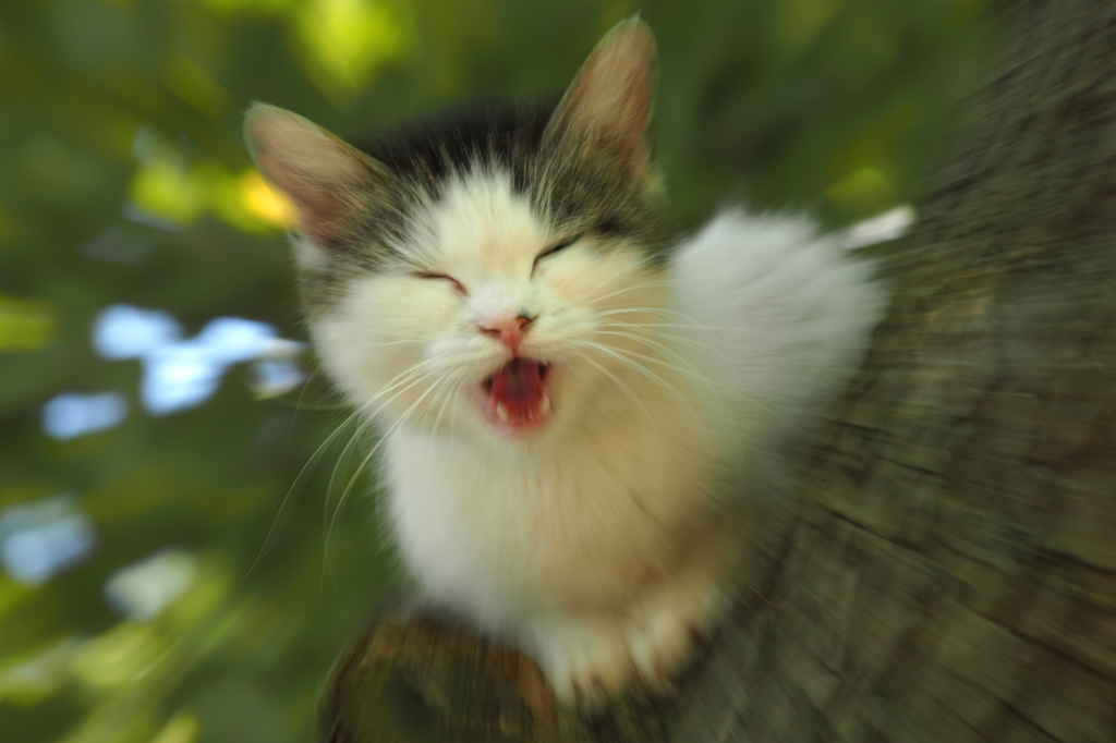 にゃぁぁぁぁぁ
