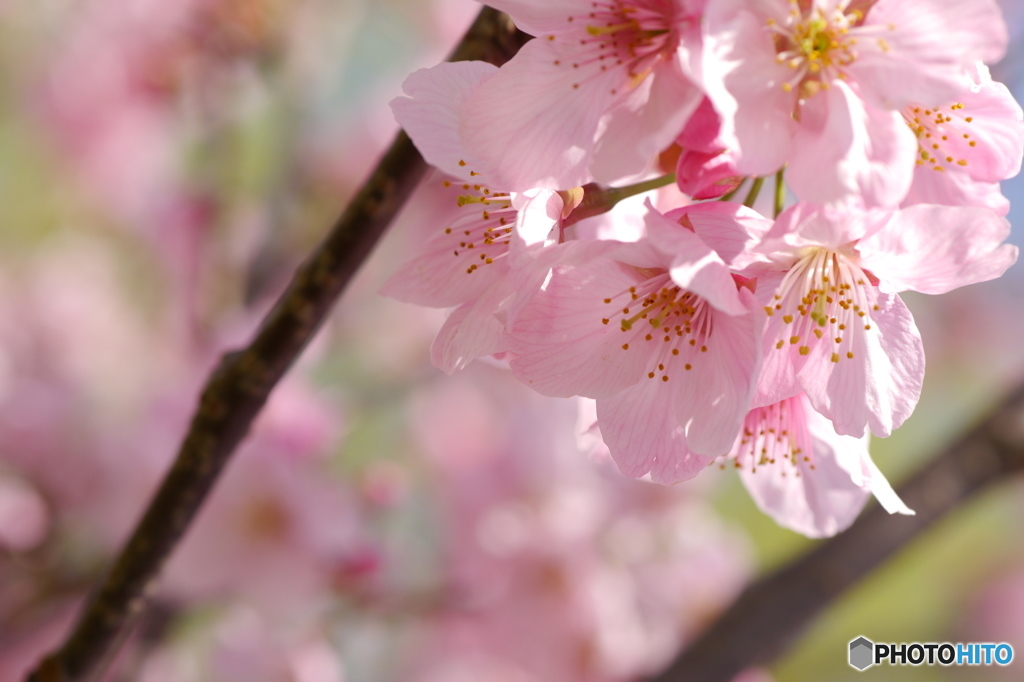 桜の花