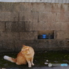 ねこ