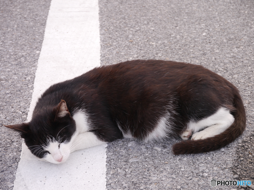 お眠りねこ
