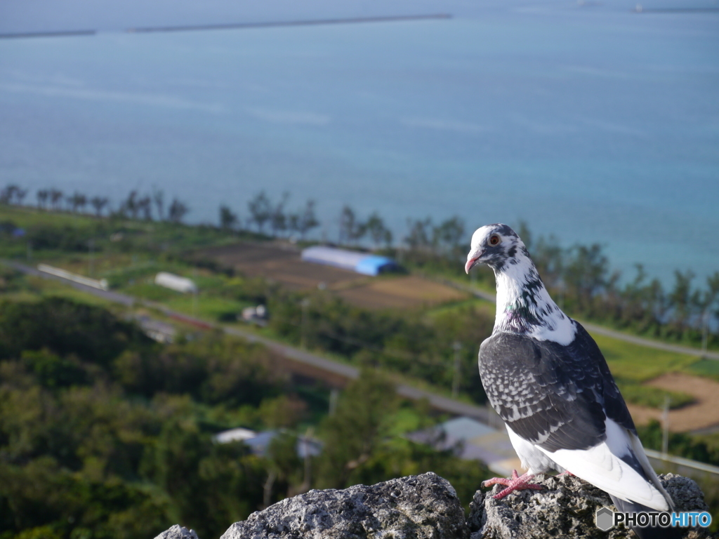 城跡で出逢った鳥